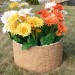 Цветник КАНЬОН купить в Прокопьевске